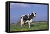Holstein Cow from Ground Level in Dandelion-Studded Pasture, Spring, Marengo, Illinois, USA-Lynn M^ Stone-Framed Stretched Canvas