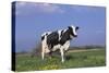 Holstein Cow from Ground Level in Dandelion-Studded Pasture, Spring, Marengo, Illinois, USA-Lynn M^ Stone-Stretched Canvas