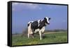 Holstein Cow from Ground Level in Dandelion-Studded Pasture, Spring, Marengo, Illinois, USA-Lynn M^ Stone-Framed Stretched Canvas