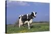 Holstein Cow from Ground Level in Dandelion-Studded Pasture, Spring, Marengo, Illinois, USA-Lynn M^ Stone-Stretched Canvas