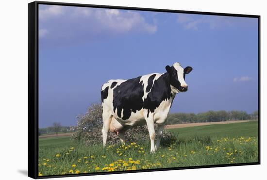 Holstein Cow from Ground Level in Dandelion-Studded Pasture, Spring, Marengo, Illinois, USA-Lynn M^ Stone-Framed Stretched Canvas