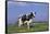 Holstein Cow from Ground Level in Dandelion-Studded Pasture, Spring, Marengo, Illinois, USA-Lynn M^ Stone-Framed Stretched Canvas