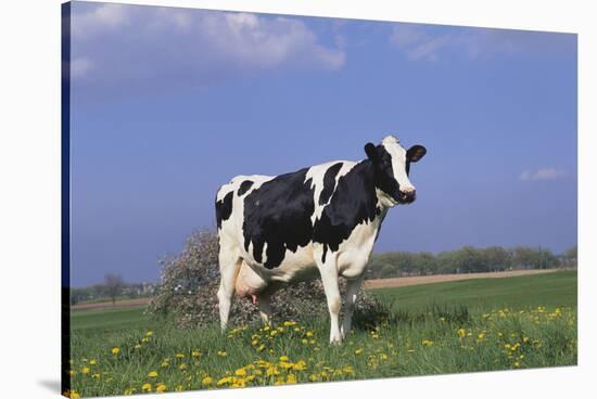 Holstein Cow from Ground Level in Dandelion-Studded Pasture, Spring, Marengo, Illinois, USA-Lynn M^ Stone-Stretched Canvas