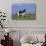 Holstein Cow from Ground Level in Dandelion-Studded Pasture, Spring, Marengo, Illinois, USA-Lynn M^ Stone-Photographic Print displayed on a wall