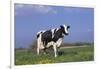 Holstein Cow from Ground Level in Dandelion-Studded Pasture, Spring, Marengo, Illinois, USA-Lynn M^ Stone-Framed Photographic Print