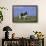 Holstein Cow from Ground Level in Dandelion-Studded Pasture, Spring, Marengo, Illinois, USA-Lynn M^ Stone-Framed Photographic Print displayed on a wall