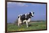 Holstein Cow from Ground Level in Dandelion-Studded Pasture, Spring, Marengo, Illinois, USA-Lynn M^ Stone-Framed Photographic Print