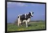 Holstein Cow from Ground Level in Dandelion-Studded Pasture, Spring, Marengo, Illinois, USA-Lynn M^ Stone-Framed Photographic Print