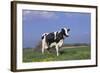 Holstein Cow from Ground Level in Dandelion-Studded Pasture, Spring, Marengo, Illinois, USA-Lynn M^ Stone-Framed Photographic Print