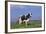 Holstein Cow from Ground Level in Dandelion-Studded Pasture, Spring, Marengo, Illinois, USA-Lynn M^ Stone-Framed Photographic Print