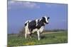 Holstein Cow from Ground Level in Dandelion-Studded Pasture, Spring, Marengo, Illinois, USA-Lynn M^ Stone-Mounted Photographic Print