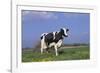 Holstein Cow from Ground Level in Dandelion-Studded Pasture, Spring, Marengo, Illinois, USA-Lynn M^ Stone-Framed Photographic Print