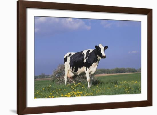 Holstein Cow from Ground Level in Dandelion-Studded Pasture, Spring, Marengo, Illinois, USA-Lynn M^ Stone-Framed Photographic Print