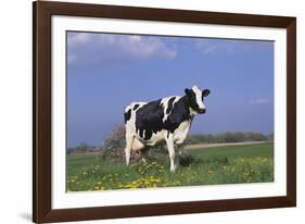 Holstein Cow from Ground Level in Dandelion-Studded Pasture, Spring, Marengo, Illinois, USA-Lynn M^ Stone-Framed Photographic Print