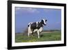 Holstein Cow from Ground Level in Dandelion-Studded Pasture, Spring, Marengo, Illinois, USA-Lynn M^ Stone-Framed Photographic Print