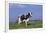 Holstein Cow from Ground Level in Dandelion-Studded Pasture, Spring, Marengo, Illinois, USA-Lynn M^ Stone-Framed Photographic Print