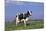 Holstein Cow from Ground Level in Dandelion-Studded Pasture, Spring, Marengo, Illinois, USA-Lynn M^ Stone-Mounted Photographic Print