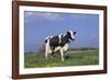 Holstein Cow from Ground Level in Dandelion-Studded Pasture, Spring, Marengo, Illinois, USA-Lynn M^ Stone-Framed Photographic Print