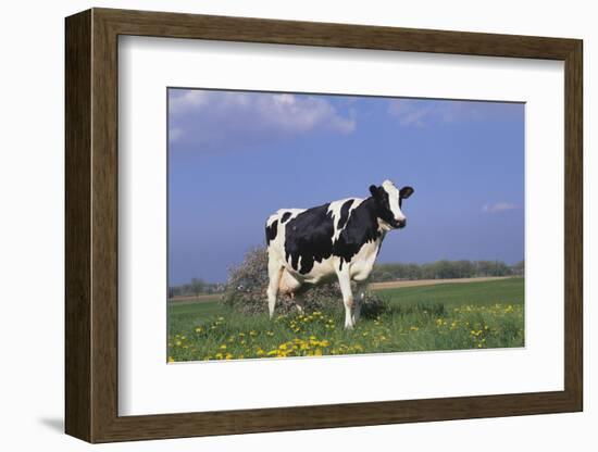 Holstein Cow from Ground Level in Dandelion-Studded Pasture, Spring, Marengo, Illinois, USA-Lynn M^ Stone-Framed Photographic Print