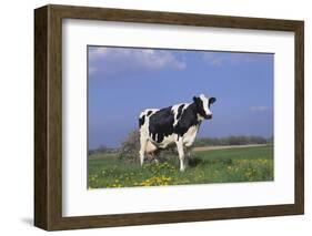 Holstein Cow from Ground Level in Dandelion-Studded Pasture, Spring, Marengo, Illinois, USA-Lynn M^ Stone-Framed Photographic Print