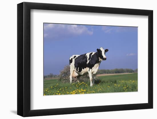 Holstein Cow from Ground Level in Dandelion-Studded Pasture, Spring, Marengo, Illinois, USA-Lynn M^ Stone-Framed Photographic Print