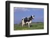 Holstein Cow from Ground Level in Dandelion-Studded Pasture, Spring, Marengo, Illinois, USA-Lynn M^ Stone-Framed Photographic Print