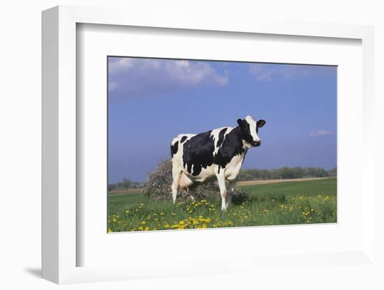 Holstein Cow from Ground Level in Dandelion-Studded Pasture, Spring, Marengo, Illinois, USA-Lynn M^ Stone-Framed Photographic Print