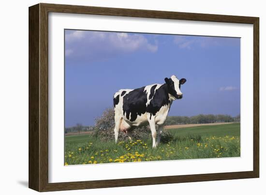 Holstein Cow from Ground Level in Dandelion-Studded Pasture, Spring, Marengo, Illinois, USA-Lynn M^ Stone-Framed Photographic Print