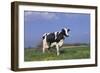 Holstein Cow from Ground Level in Dandelion-Studded Pasture, Spring, Marengo, Illinois, USA-Lynn M^ Stone-Framed Photographic Print