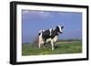 Holstein Cow from Ground Level in Dandelion-Studded Pasture, Spring, Marengo, Illinois, USA-Lynn M^ Stone-Framed Photographic Print