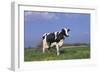 Holstein Cow from Ground Level in Dandelion-Studded Pasture, Spring, Marengo, Illinois, USA-Lynn M^ Stone-Framed Photographic Print