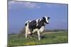 Holstein Cow from Ground Level in Dandelion-Studded Pasture, Spring, Marengo, Illinois, USA-Lynn M^ Stone-Mounted Photographic Print