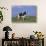 Holstein Cow from Ground Level in Dandelion-Studded Pasture, Spring, Marengo, Illinois, USA-Lynn M^ Stone-Stretched Canvas displayed on a wall