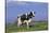 Holstein Cow from Ground Level in Dandelion-Studded Pasture, Spring, Marengo, Illinois, USA-Lynn M^ Stone-Stretched Canvas