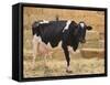 Holstein Cow Full of Milk-DLILLC-Framed Stretched Canvas