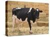 Holstein Cow Full of Milk-DLILLC-Stretched Canvas