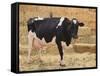 Holstein Cow Full of Milk-DLILLC-Framed Stretched Canvas