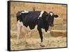 Holstein Cow Full of Milk-DLILLC-Framed Stretched Canvas