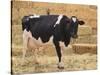 Holstein Cow Full of Milk-DLILLC-Stretched Canvas