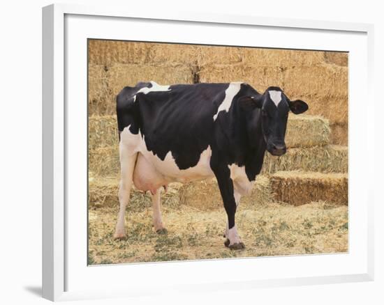 Holstein Cow Full of Milk-DLILLC-Framed Photographic Print