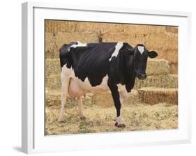 Holstein Cow Full of Milk-DLILLC-Framed Photographic Print