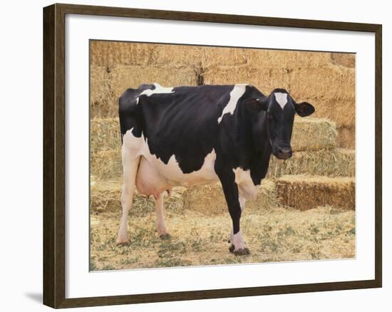 Holstein Cow Full of Milk-DLILLC-Framed Photographic Print