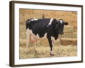 Holstein Cow Full of Milk-DLILLC-Framed Photographic Print