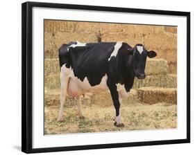 Holstein Cow Full of Milk-DLILLC-Framed Photographic Print