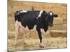 Holstein Cow Full of Milk-DLILLC-Mounted Photographic Print