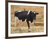 Holstein Cow Full of Milk-DLILLC-Framed Photographic Print