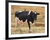 Holstein Cow Full of Milk-DLILLC-Framed Photographic Print