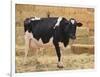 Holstein Cow Full of Milk-DLILLC-Framed Photographic Print