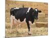 Holstein Cow Full of Milk-DLILLC-Mounted Photographic Print