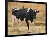 Holstein Cow Full of Milk-DLILLC-Framed Photographic Print